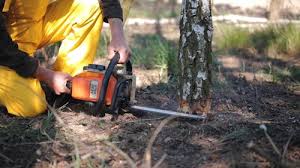 Best Hazardous Tree Removal  in East Gaffney, SC