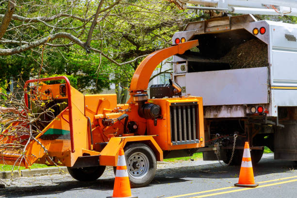 Best Stump Grinding and Removal  in East Gaffney, SC