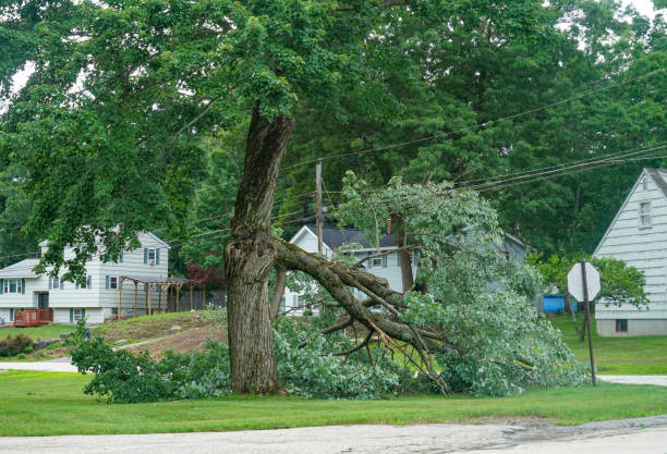 Best Arborist Consultation Services  in East Gaffney, SC